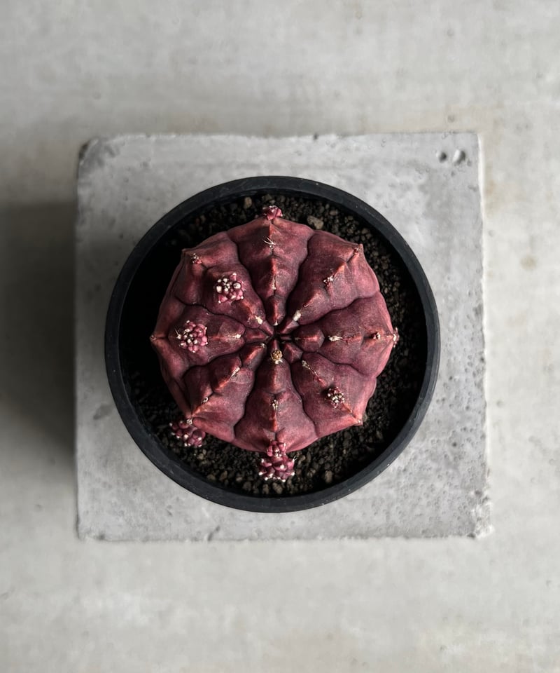 ギムノカリキウム デイドリーム (実生苗) 「Gymnocalycium cv. Day