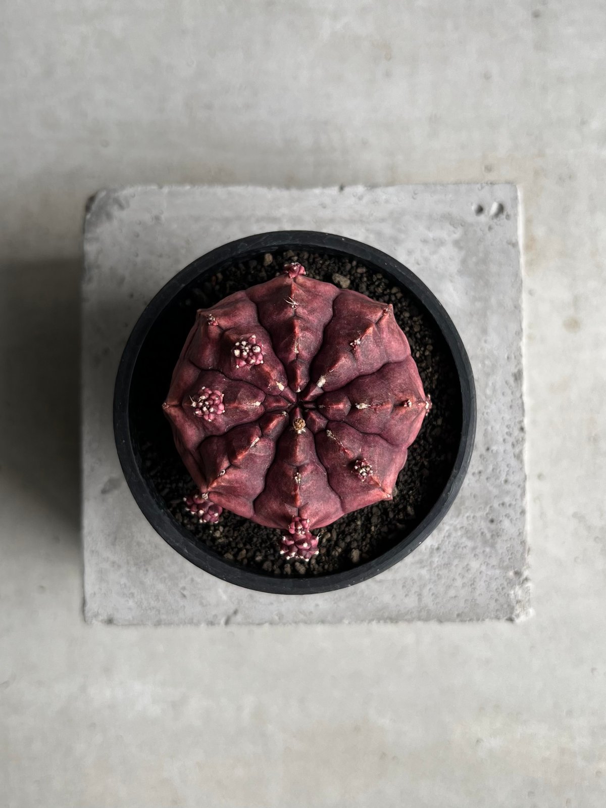ギムノカリキウム デイドリーム (実生苗) 「Gymnocalycium cv. Day