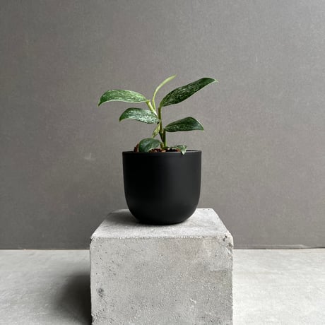 ラフィドフォラ | STORES