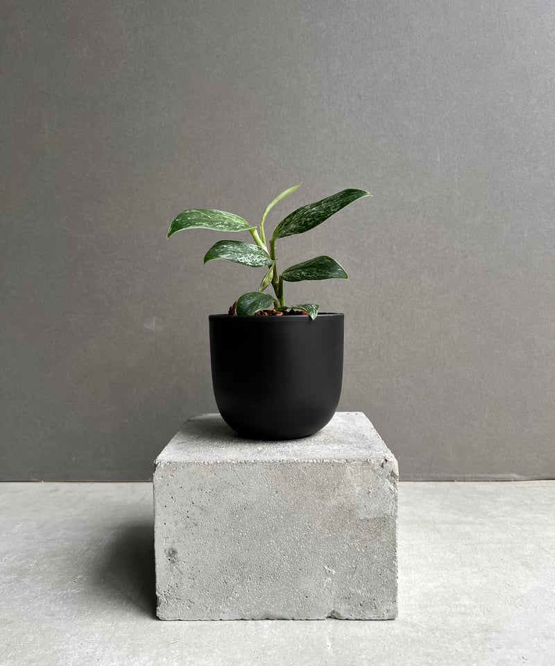ラフィドフォラ sp. ドワーフ ミント 「Rhaphidophora sp. dwarf M
