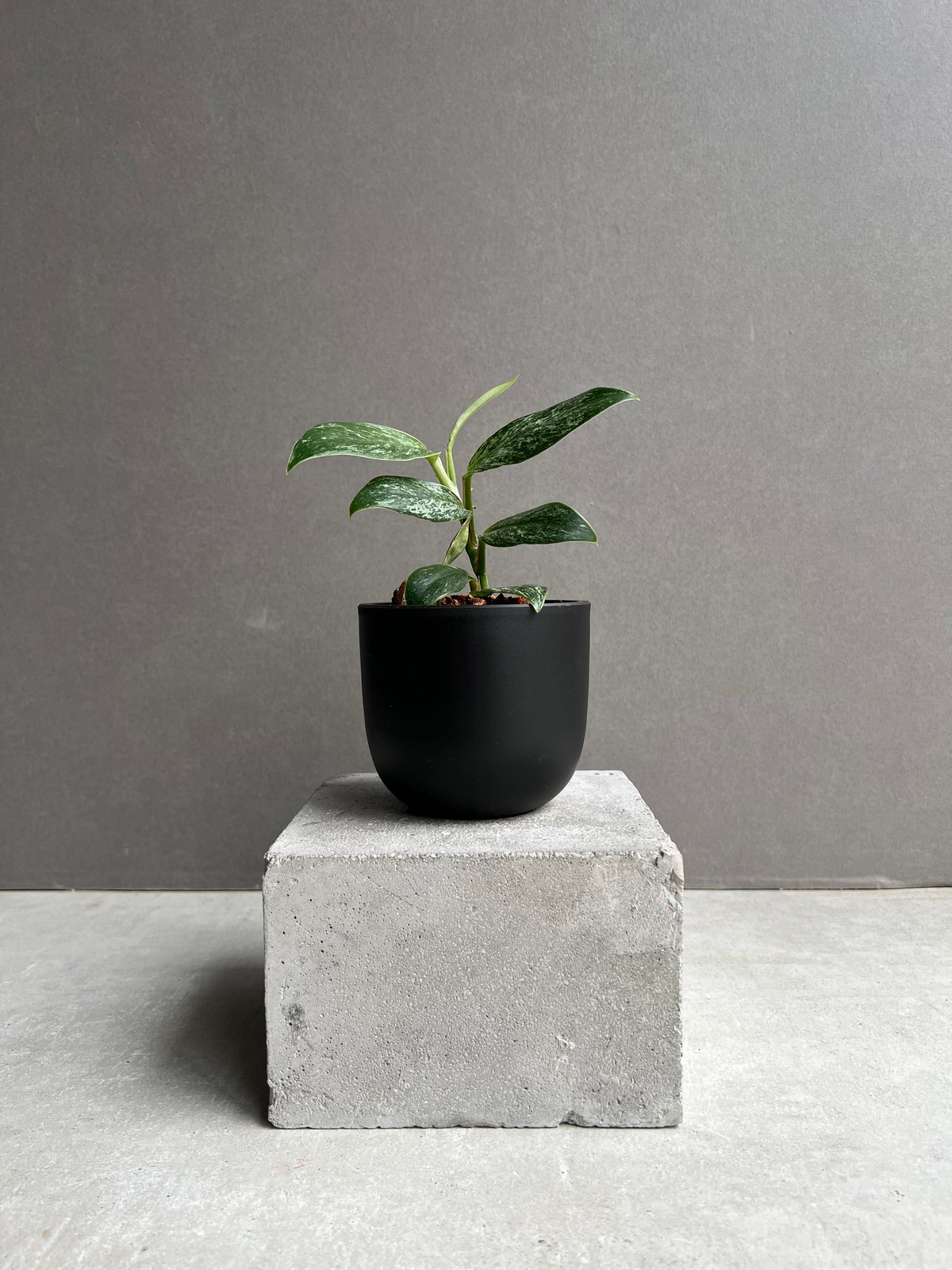 ラフィドフォラ sp. ドワーフ ミント 「Rhaphidophora sp. dwarf M