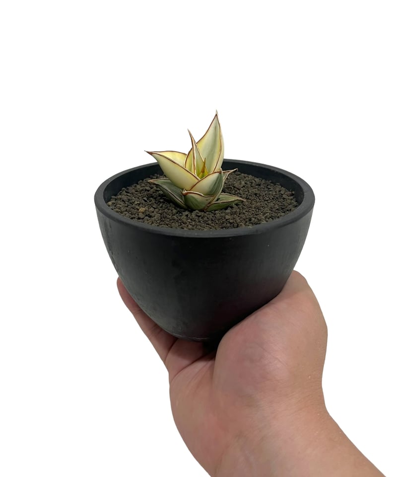 サンセベリア ピングイキュラ 斑入 「 Sansevieria pinguicula