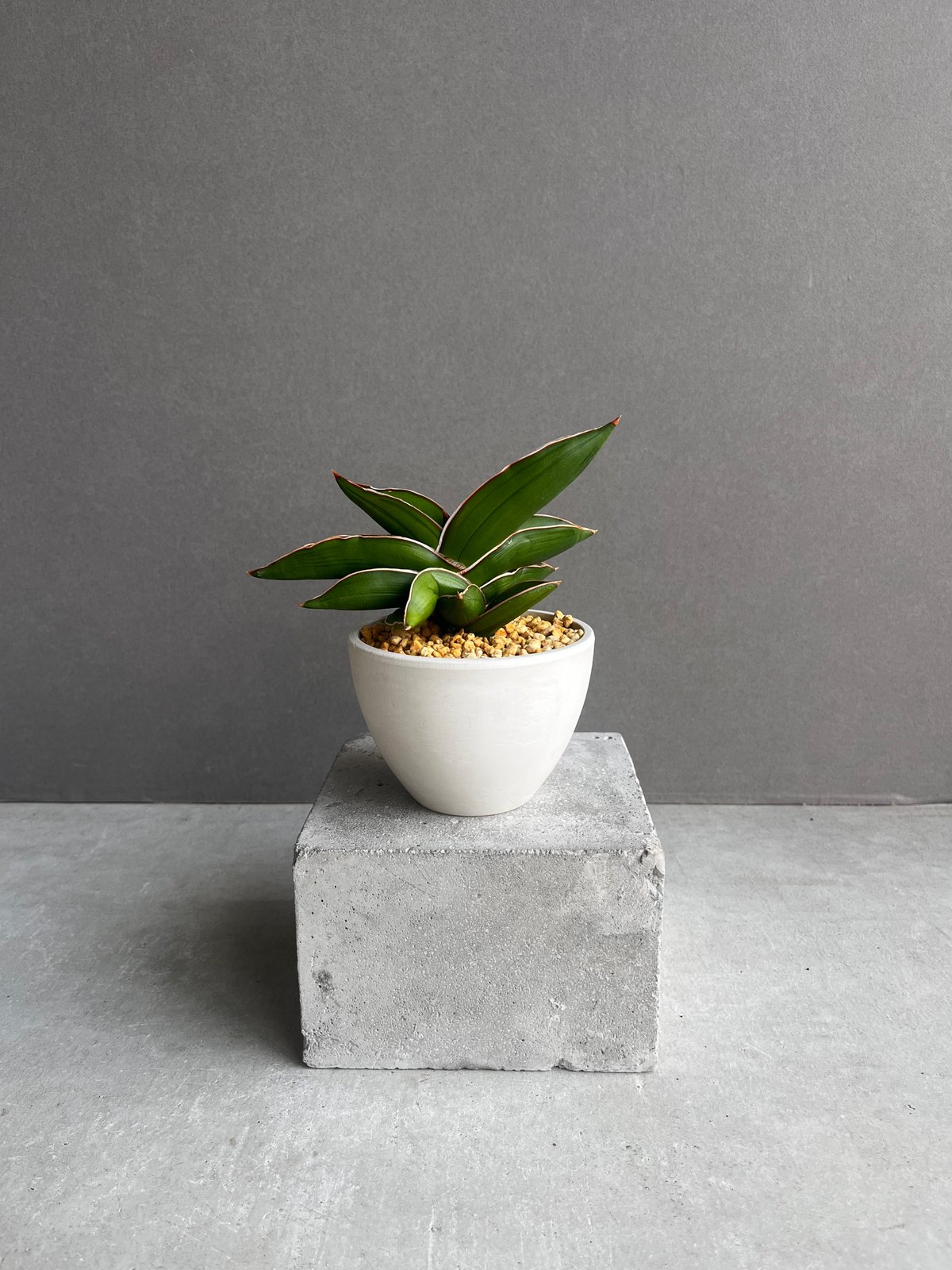 サンセベリア サムライ ドワーフ「Sansevieria Samurai dwarf