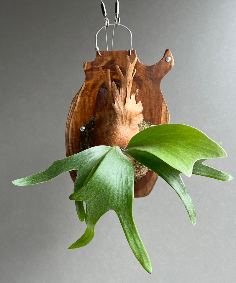 P.Suriya スリヤ子株ビカクシダ