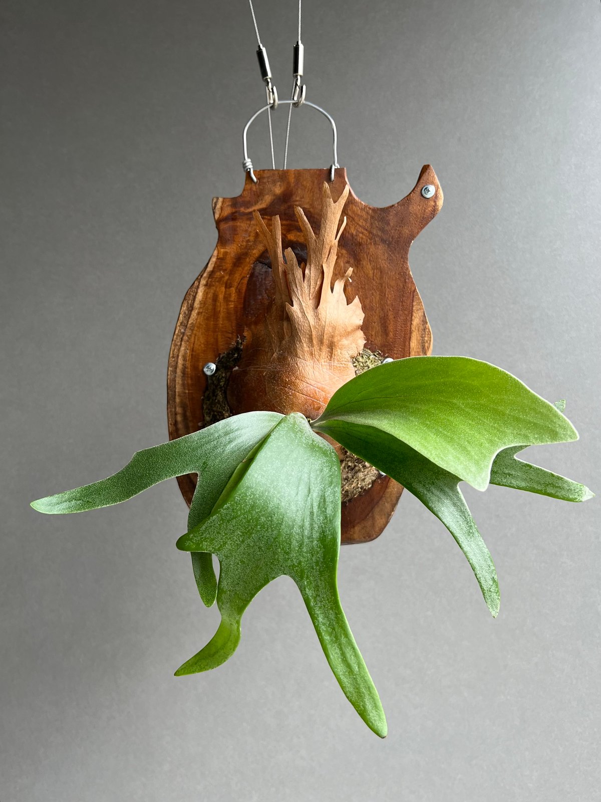 ビカクシダ　P.FSQ select FW(FWSQ) ① ビカクシダ P.FSQ select FW(FWSQ) ①