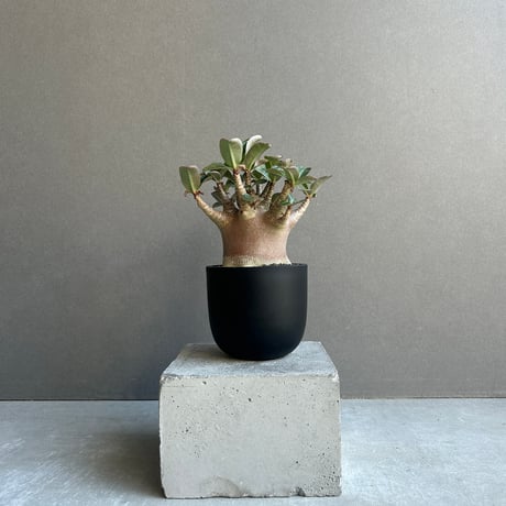 アデニウム | STORES