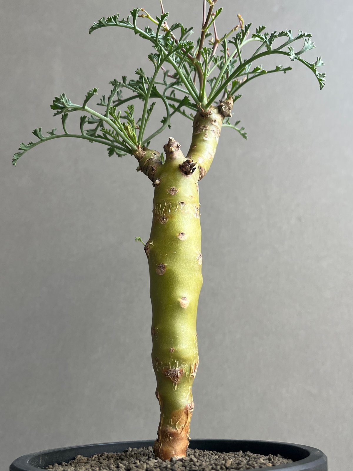 ペラルゴニウム クリズミフォリウム 「Pelargonium crithmifolium」5