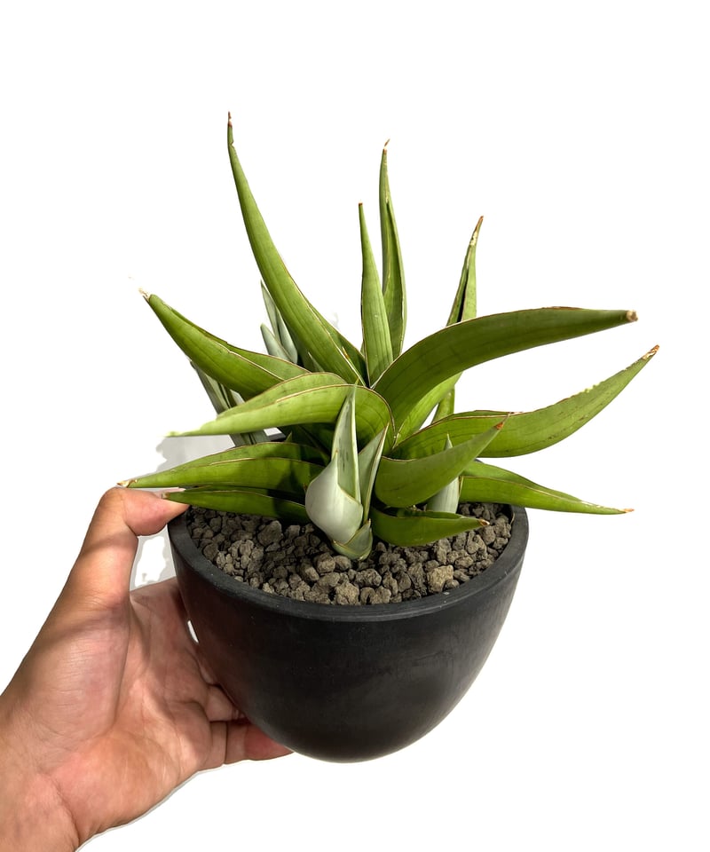 サンスベリア Sansevieria Shinkansen B サンスベリア Sansevieria Shinkansen B サンスベリア