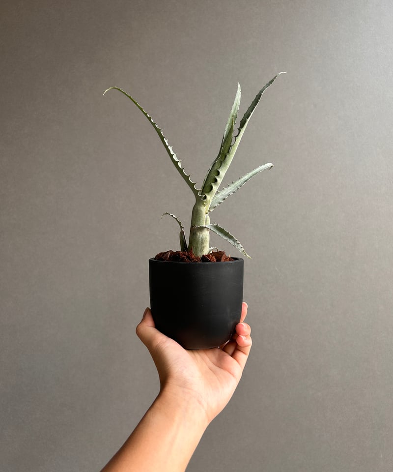 エクメア トカンティナ「Aechmea tocantina 」13K | SHOUCHIKUEN