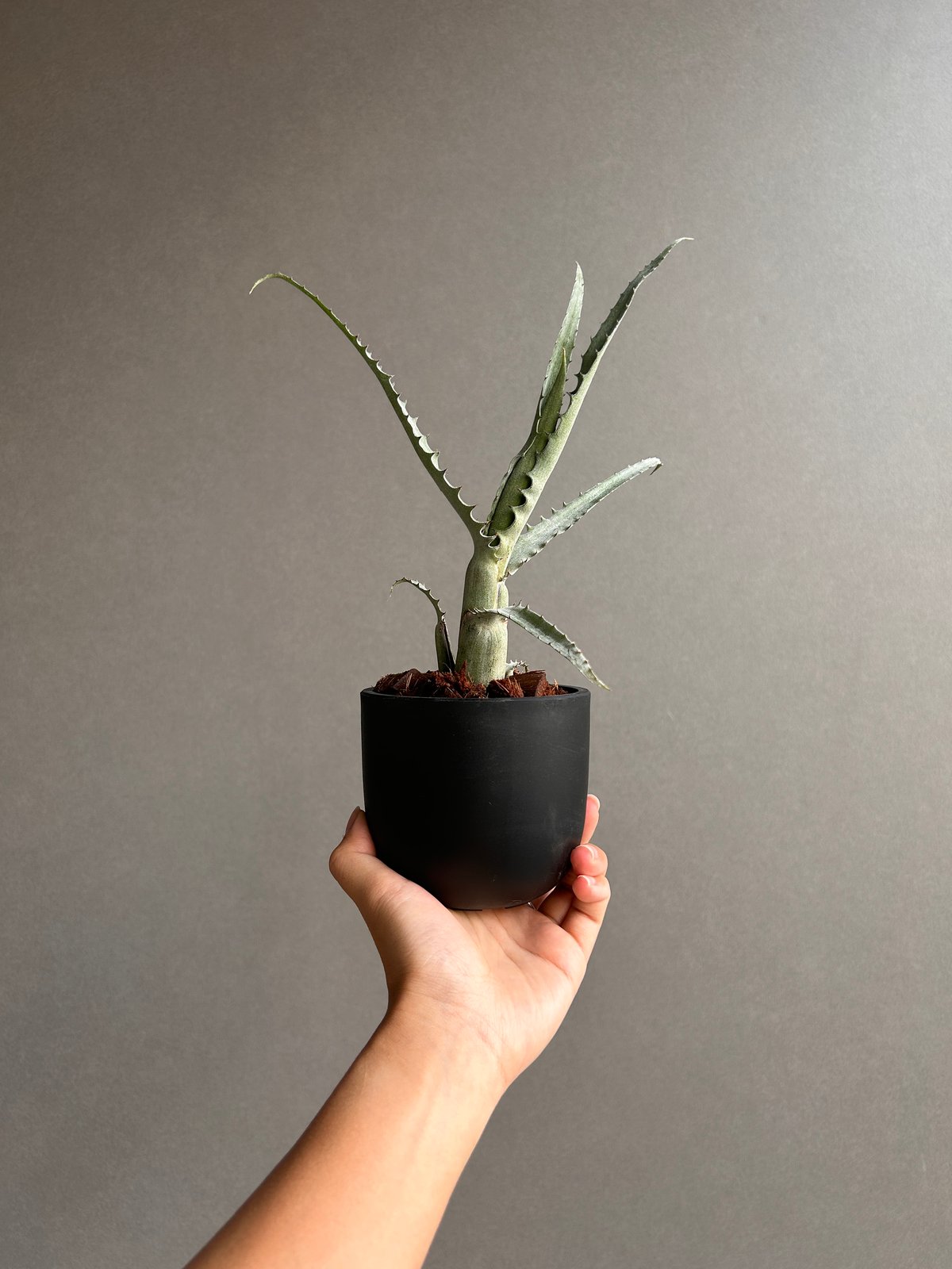 エクメア トカンティナ「Aechmea tocantina 」13K | SHOUCHIKUEN