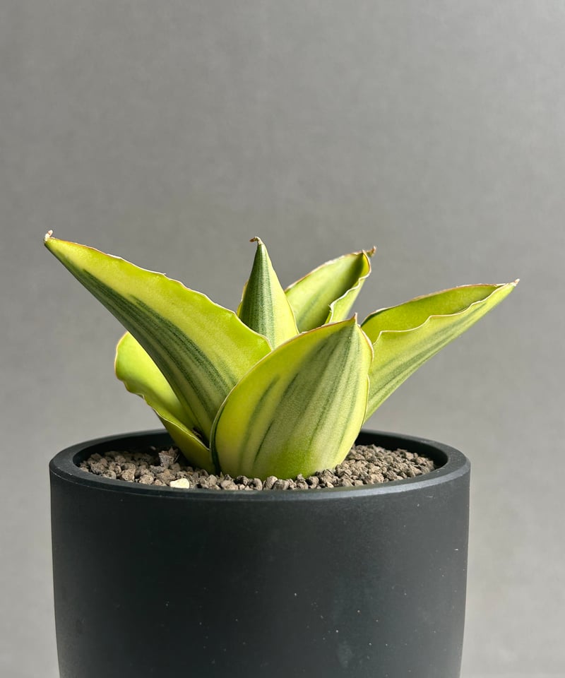 サンセベリア アンダマン 斑入「Sansevieria Andaman Variegated