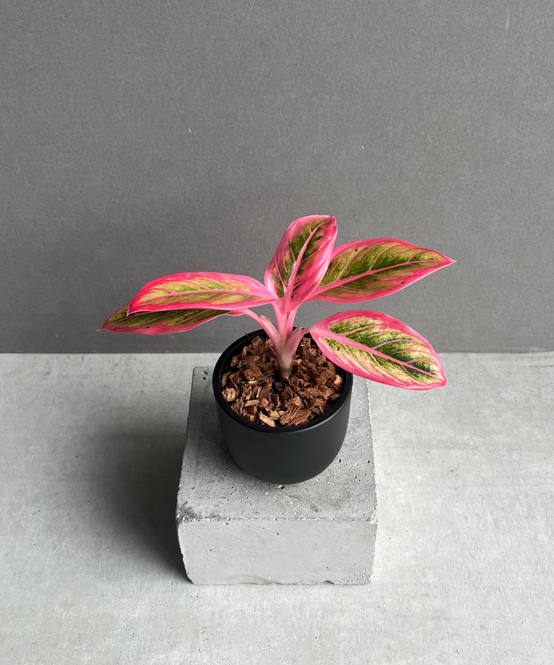 アグラオネマ ロータス デライト 「Aglaonema Lotus Delight」96N |