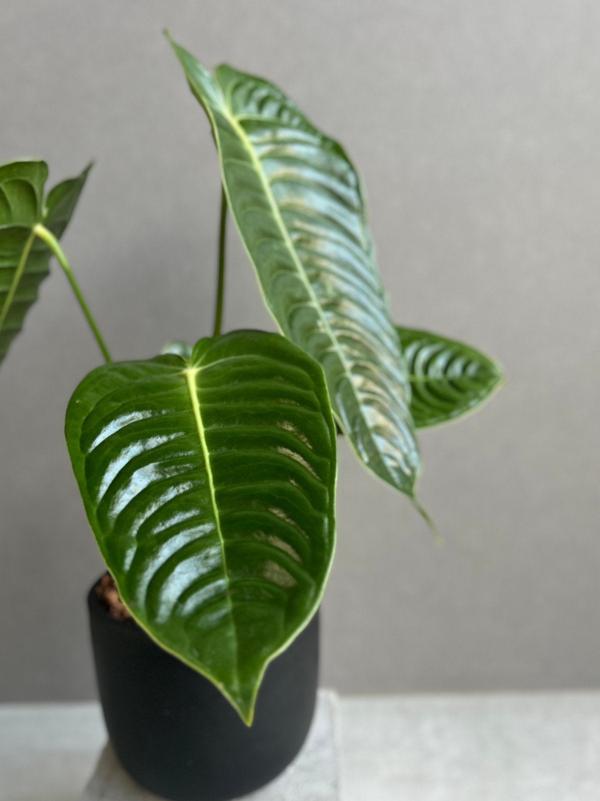 アンスリウム ベイチー 「Anthurium veitchii」52G | SHOUCHIKUEN アンスリウム ベイチー 「Anthurium veitchii」52G | SHOUCHIKUEN