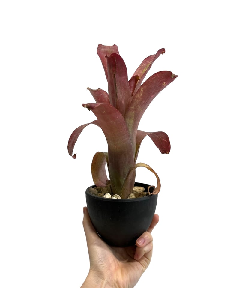 チ*コ様 ブロメリア　billbergia virginia ビルベルギア チ*コ様 ブロメリア billbergia virginia ビルベルギア チ*コ様