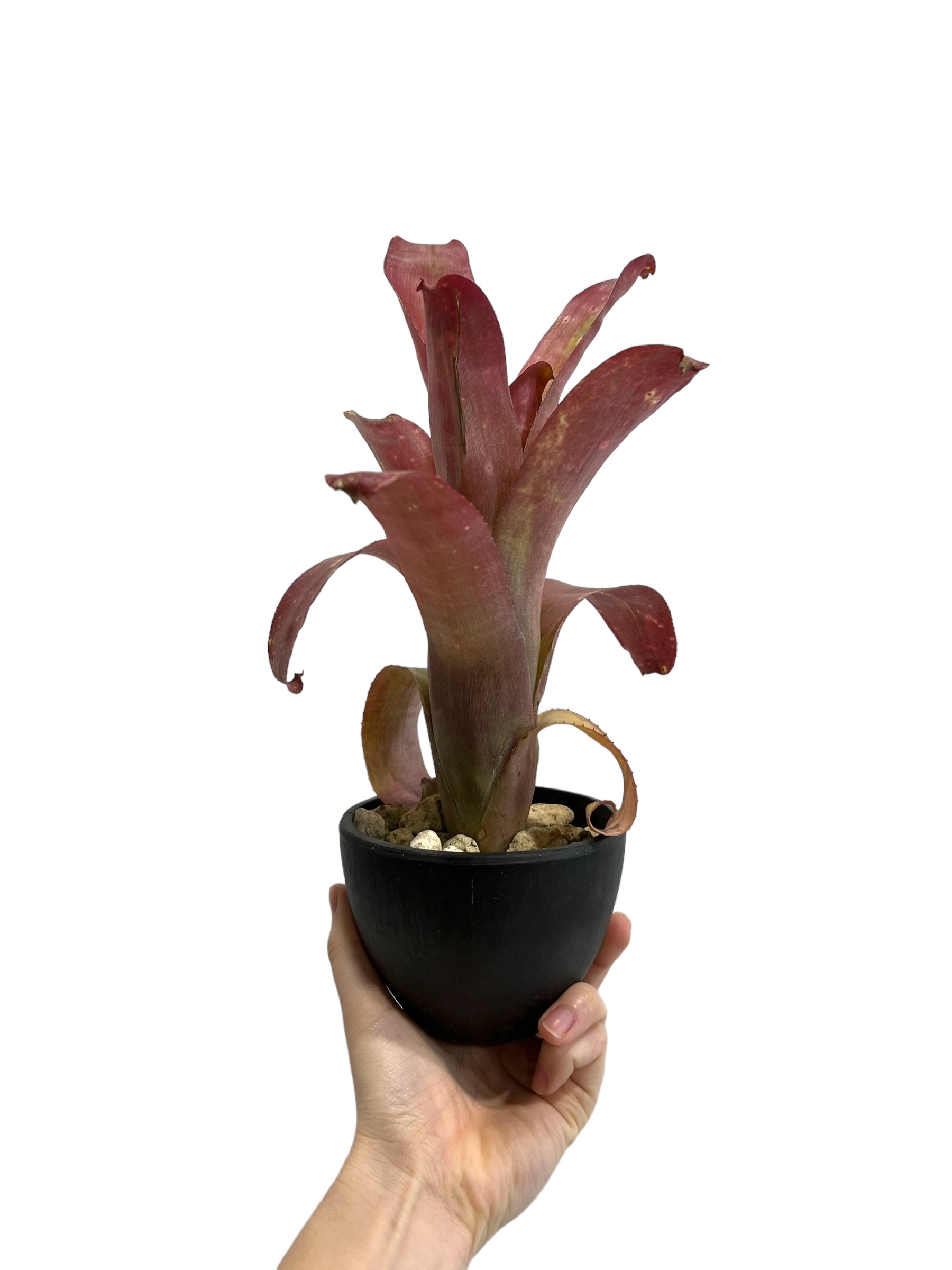 original