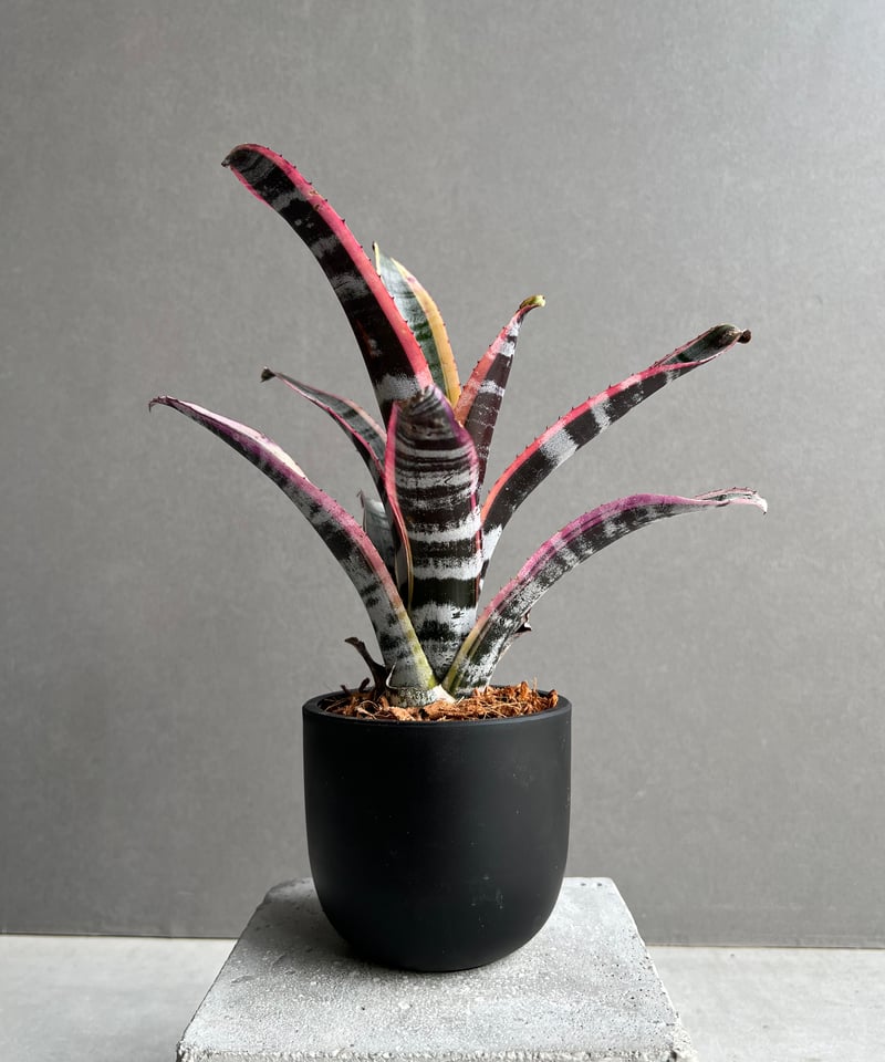 エクメア オットー 「Aechmea Otto」90B | SHOUCHIKUEN