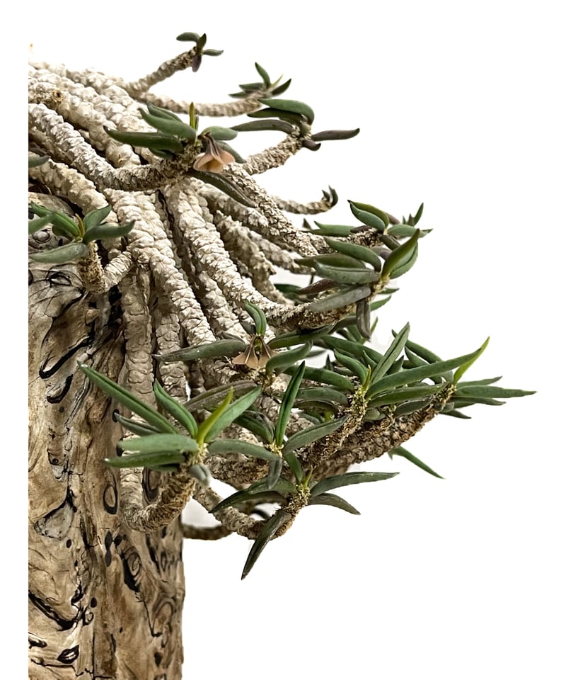 ユーフォルビア キリンドリフォリア+pmp「Euphorbia cylindrifolia」9