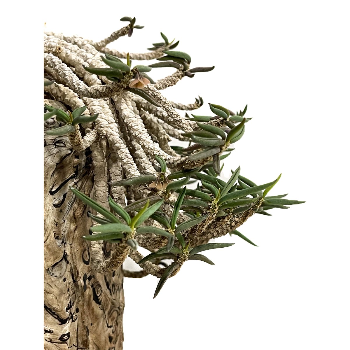 T*o様 ユーフォルビア キリンドリフォリア ユーフォルビア：キリンドリ