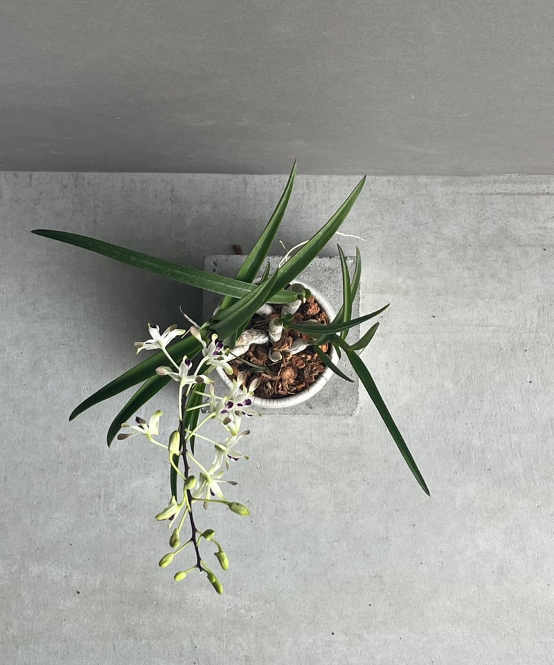 多肉植物　花サボテン　フラメンコ （別名：トウモロコシ） Yahoo!オークション - 多肉植物 花サボテン フラメンコ カキコ