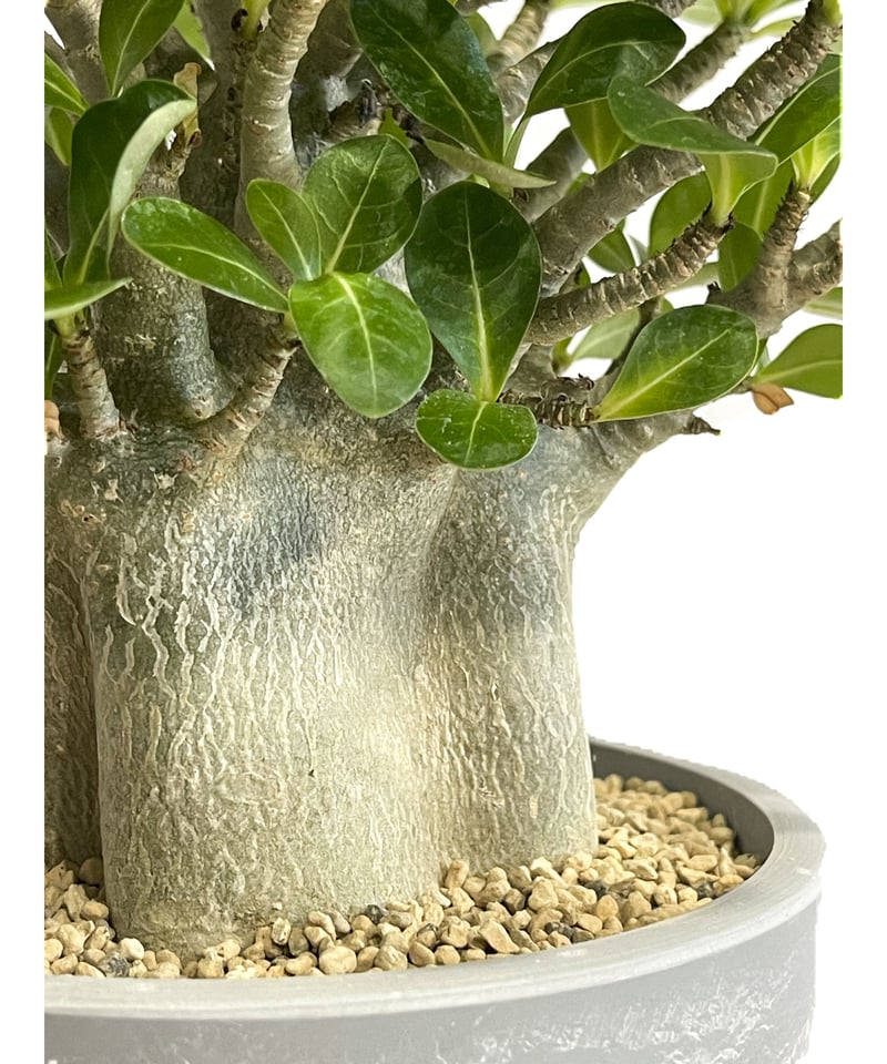 アデニウム アラビカム ドワーフ タイプ「Adenium arabicum dwarf ty