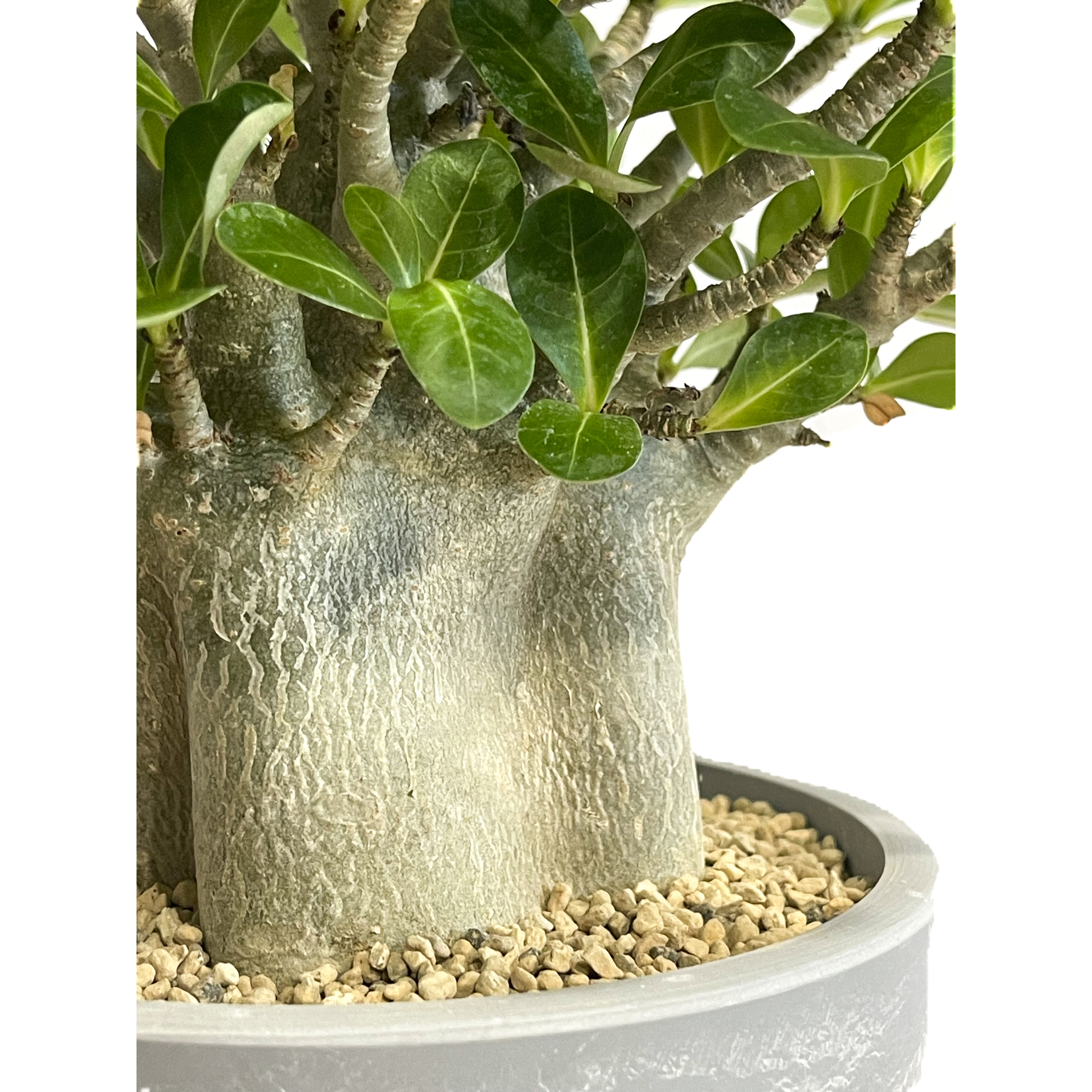 アデニウム アラビカム ドワーフ タイプ「Adenium arabicum dwarf ty