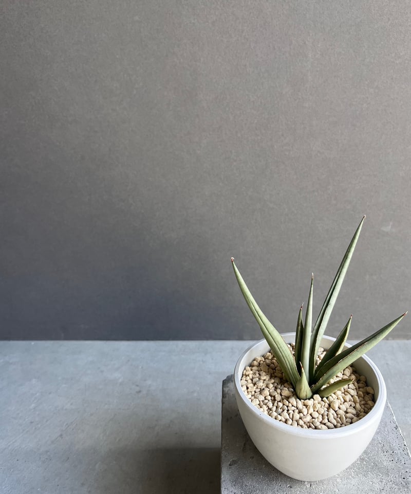 サンセベリア ダンシング ドラゴン 「Sansevieria Dancing Dragon