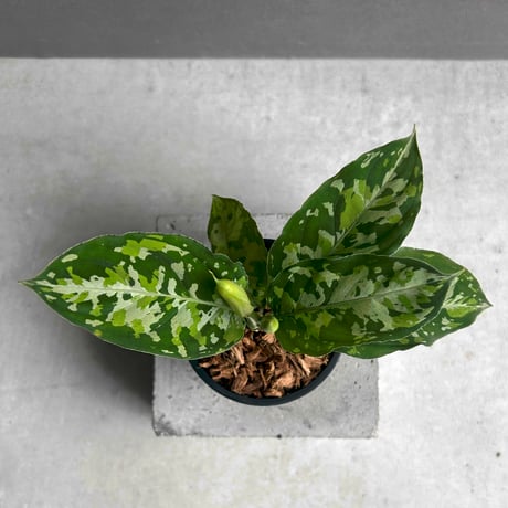 アグラオネマ | STORES