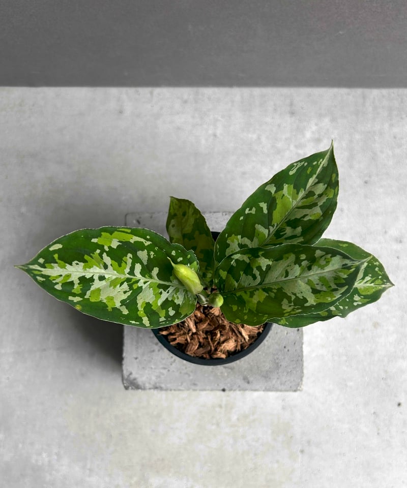 アグラオネマ ピクタム トリカラー 「Aglaonema pictum tricolor 」9