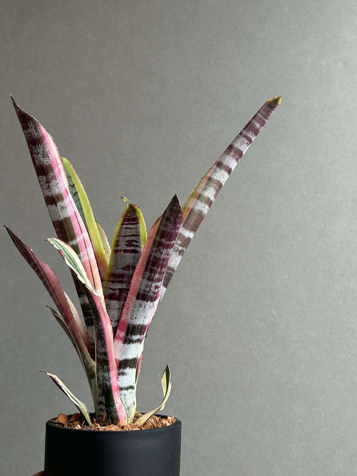 希少　Aechmea Otto エクメア　オットー　超美株　タンクブロメリア Aechmea Otto 【artPLANTs】エクメア/タンクブロメリア