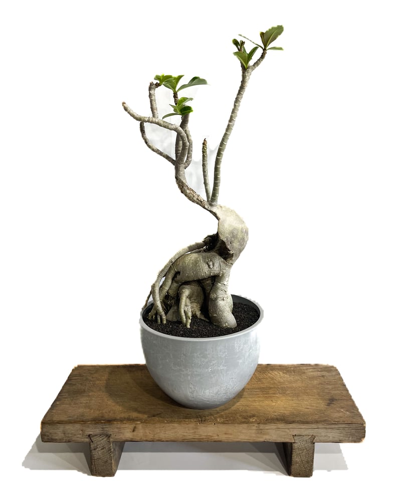 アデニウム ハイブリッド 選抜個体「Adenium hybrid 」6/8-738