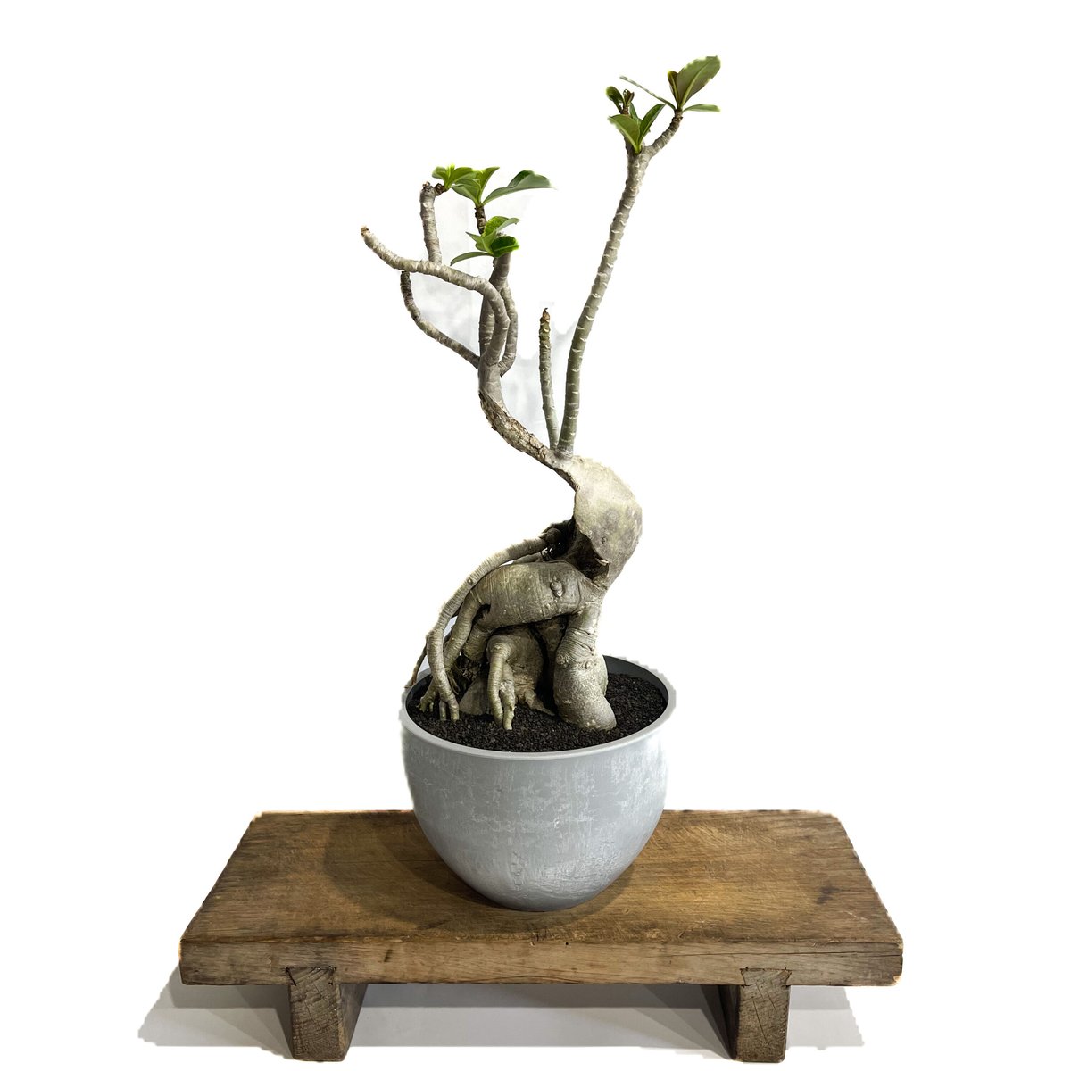 アデニウム ハイブリッド 選抜個体「Adenium hybrid 」6/8-738 | SH