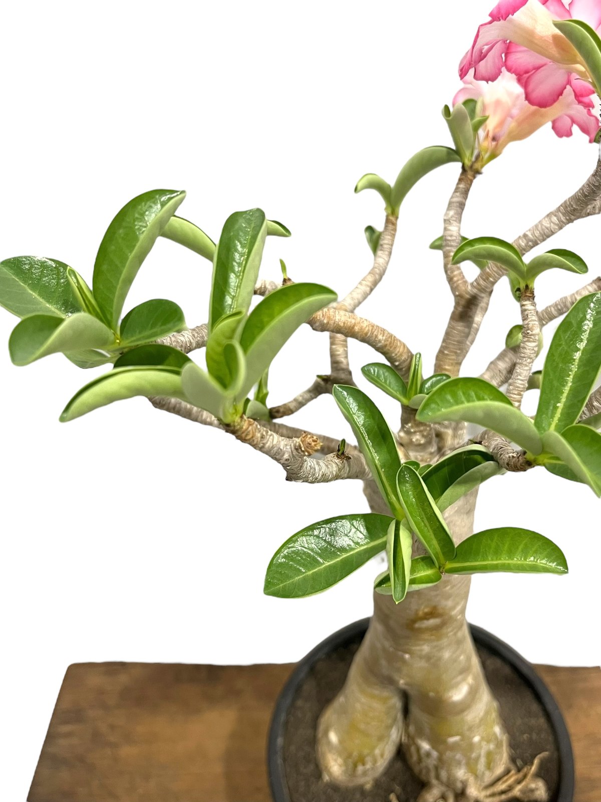 アデニウム アラビカム “バオバブ スタイル” 「Adenium arabicum “Baob