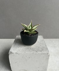 フィロデンドロン シャロニアエ 「Philodendron sharoniae」11J | S