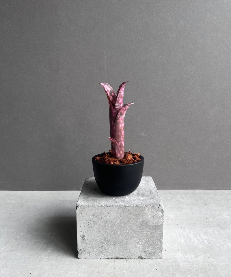 ビルベルギア インセンディアリー デライト 「Billbergia Incendiary De
