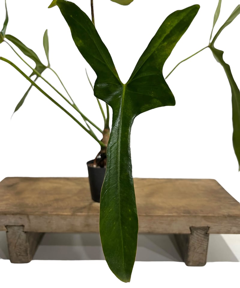 フィロデンドロン ロンギロバトム 'レラノ ミヤノ' 「Philodendron