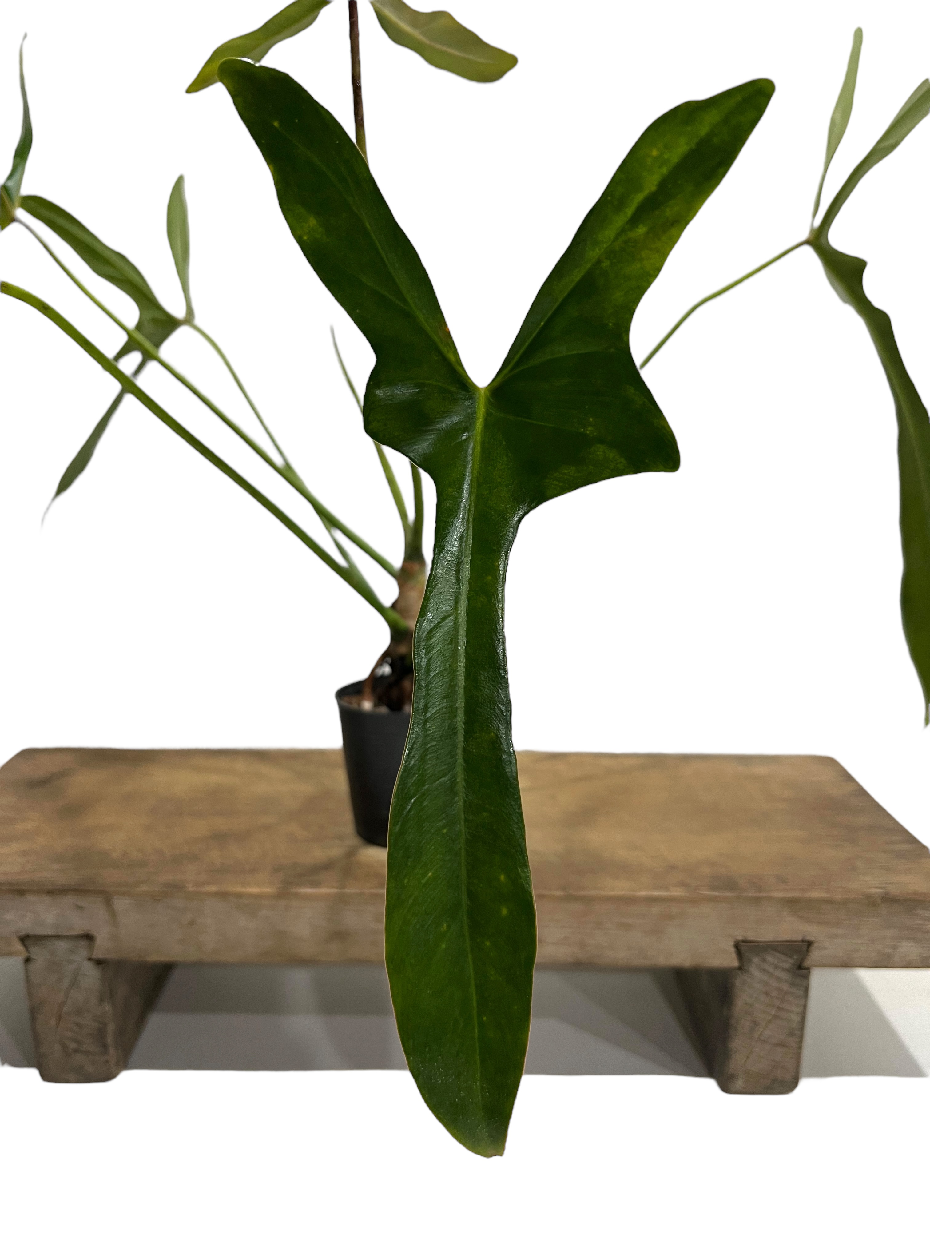 フィロデンドロン ロンギロバトム 'レラノ ミヤノ' 「Philodendron