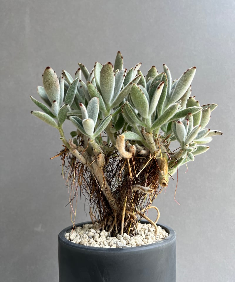 カランコエ 月兎耳（つきとじ） 「Kalanchoe tomentosa」74C | SHOU