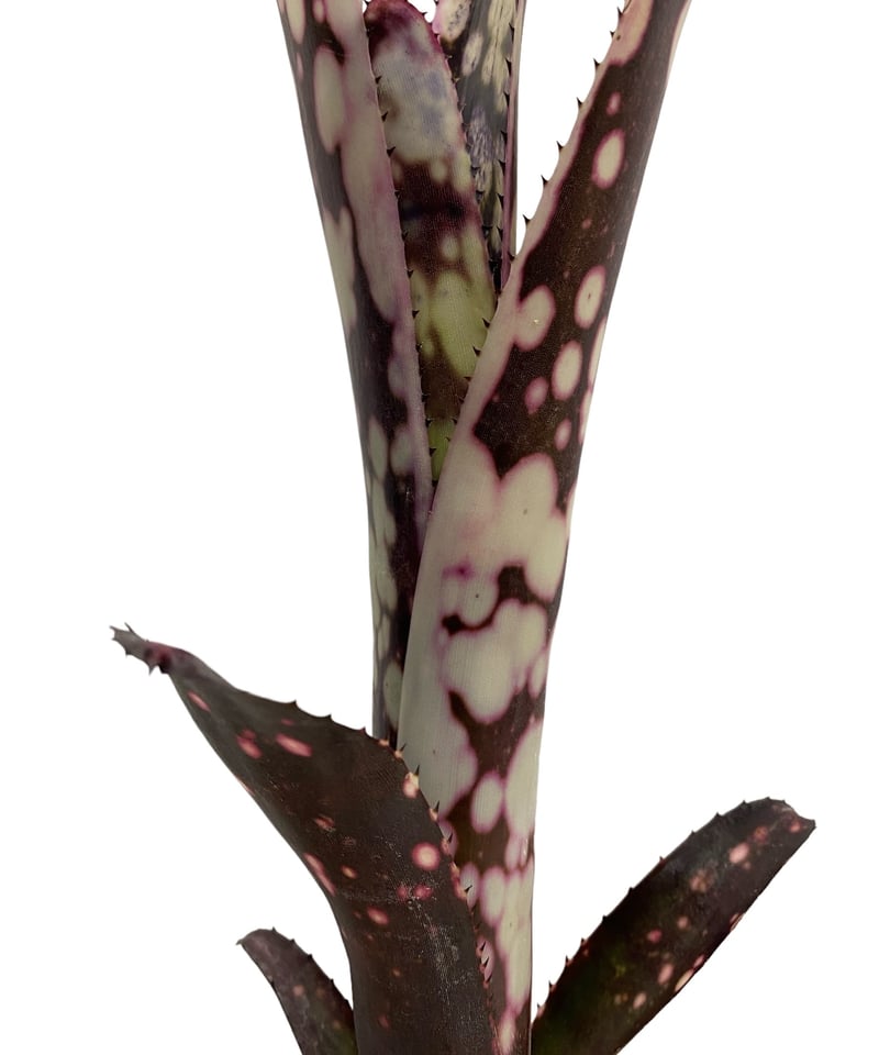 ブロメリア　billbergia canvey snow ブロメリアbillbergia canvey snow