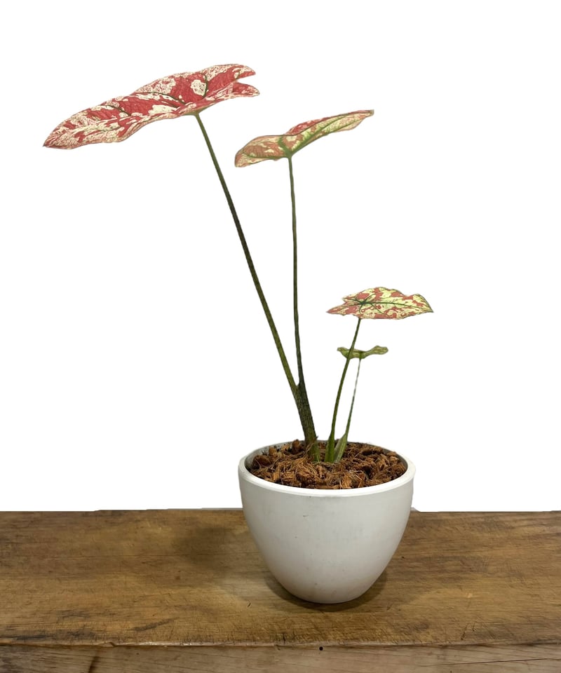 カラジューム ハイブリッド “選抜個体”「 Caladium Hybrid “Select”」