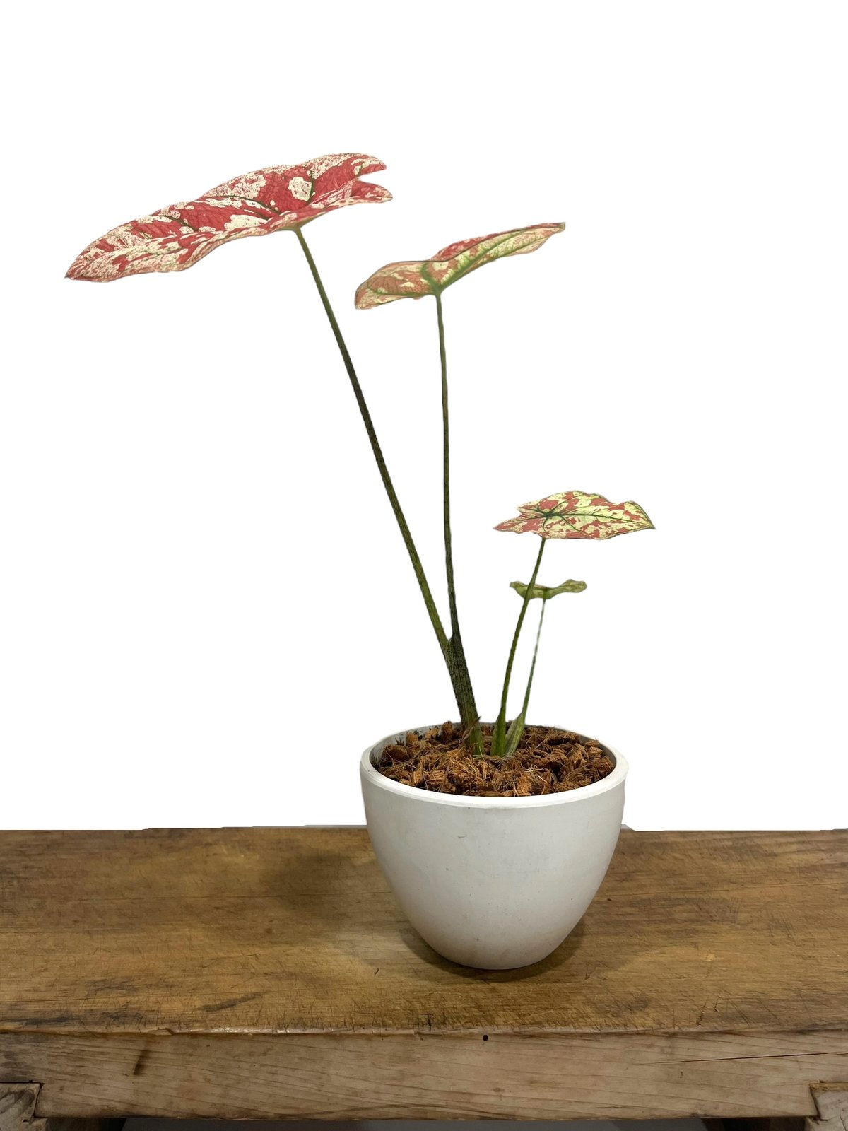 カラジューム ハイブリッド “選抜個体”「 Caladium Hybrid “Select”」