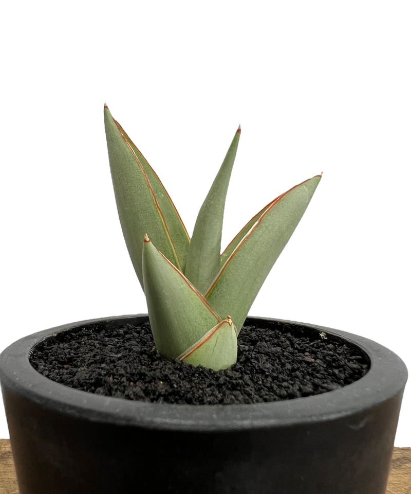 サンセベリア チャオプラヤ 「Sansevieria Chao Phraya」59I | SH