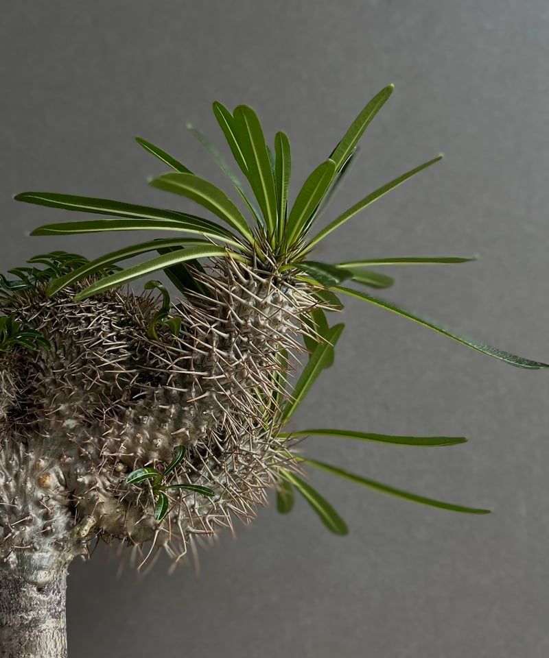 パキポディウム ラメリー 綴化(接木) 「Pachypodium lamerei