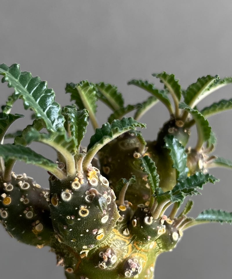 ドルステニア フォエチダ x ラブラニー +plantsmonsters pot 「Dorst