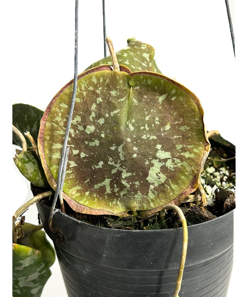 ホヤ インブリカータ 「 Hoya imbricata」3/29-223 | SHOUCHIKUEN