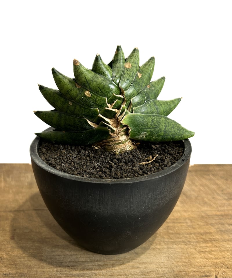 サンセベリア メタル ツイスト「Sansevieria Metal Twist (by Ad サンセベリア メタル ツイスト「Sansevieria Metal Twist (by Ad