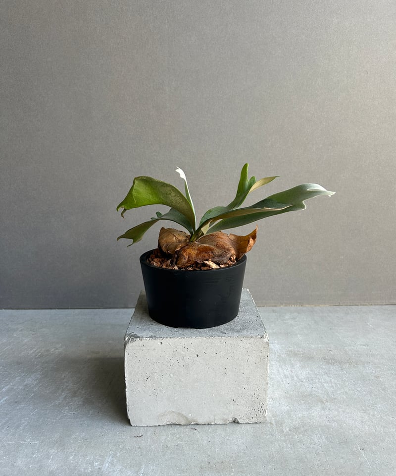 ビカクシダ　ウィリンキー　ミックススポア　板付 楽天市場】観葉植物/ビカクシダ：ミックススポア（willinckii