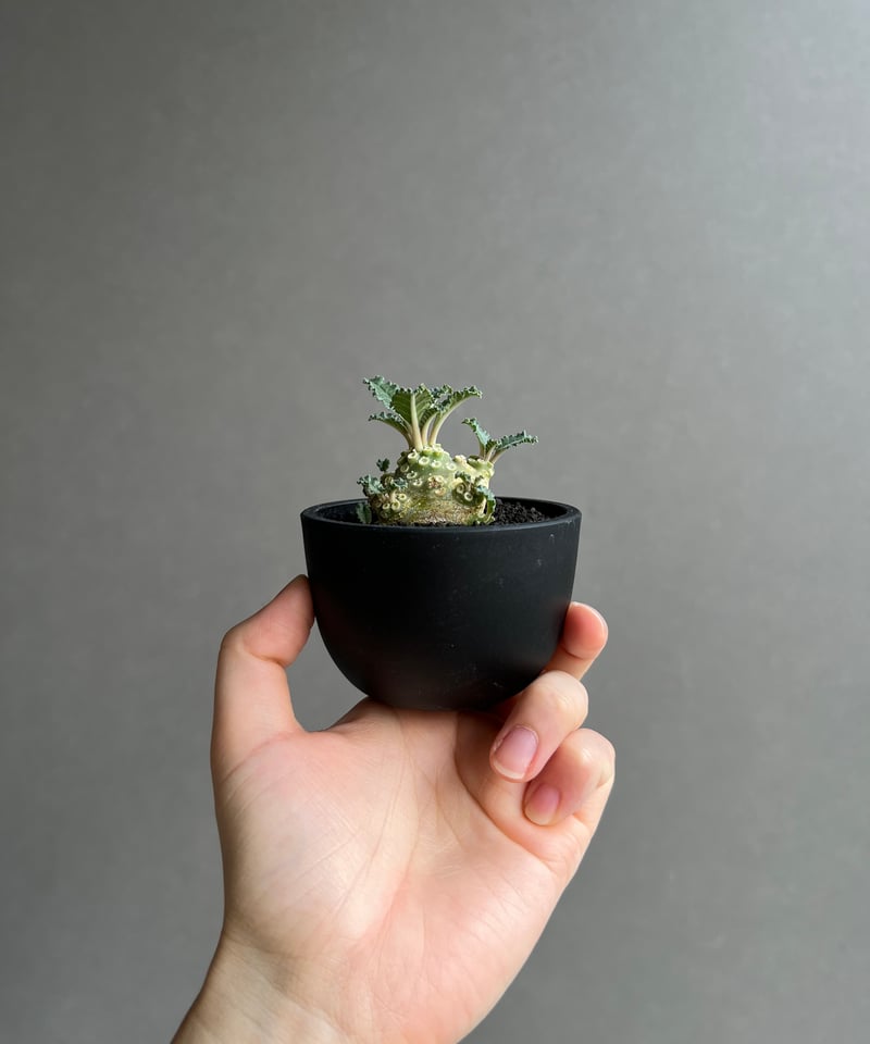 ドルステニア ラブラニー 実生苗 「Dorstenia lavrani seedling」15