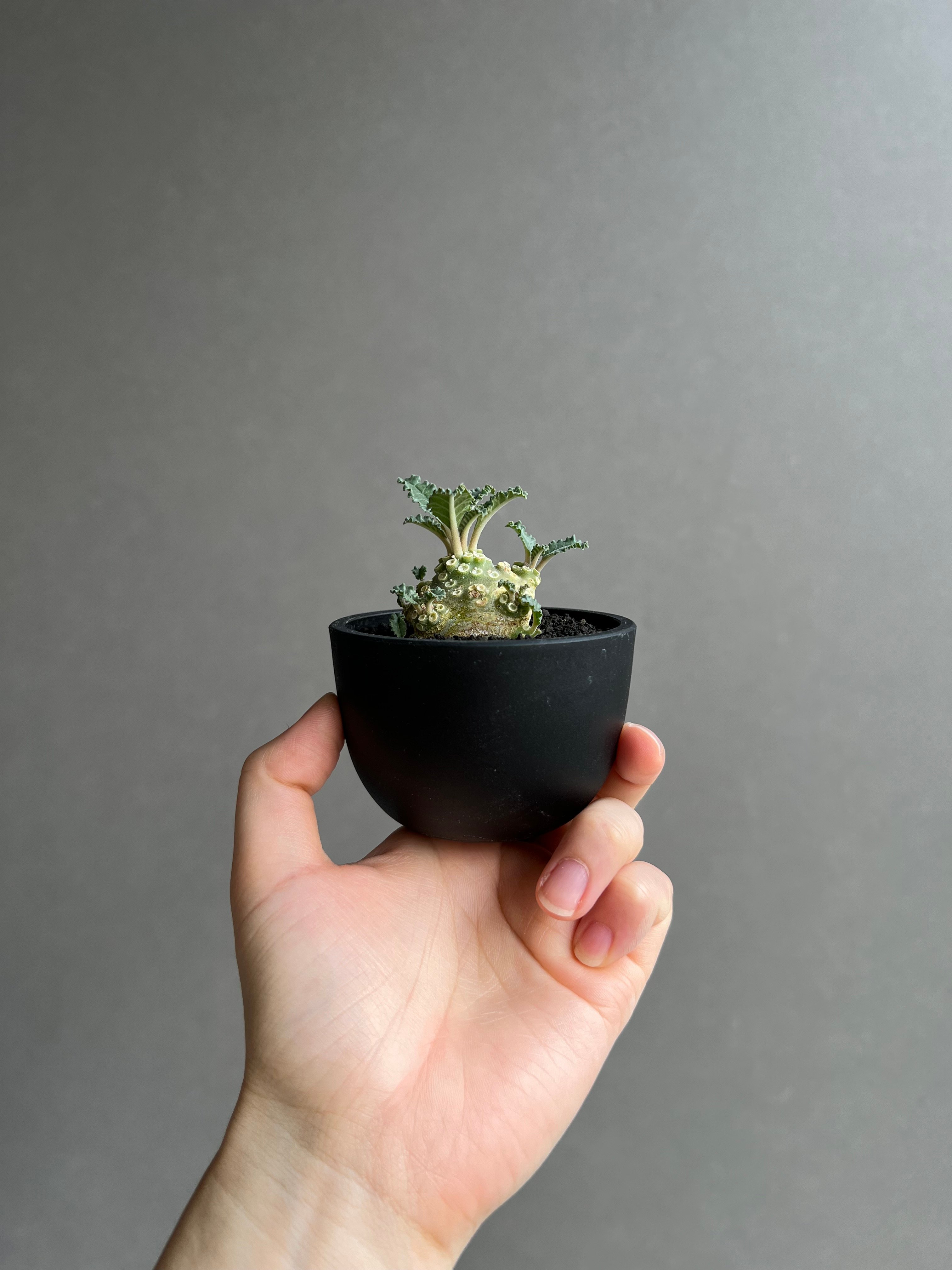 ドルステニア ラブラニー 実生苗 「Dorstenia lavrani seedling」15