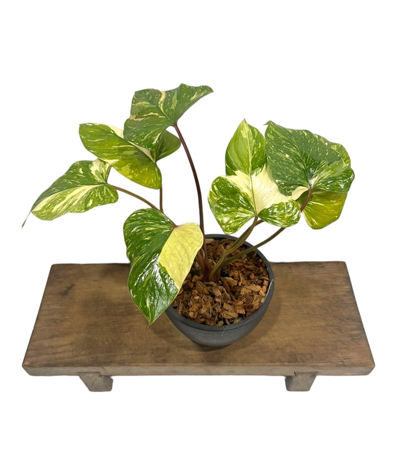 フィロデンドロン ストロベリー シェイク 「Philodendron Strawberry S