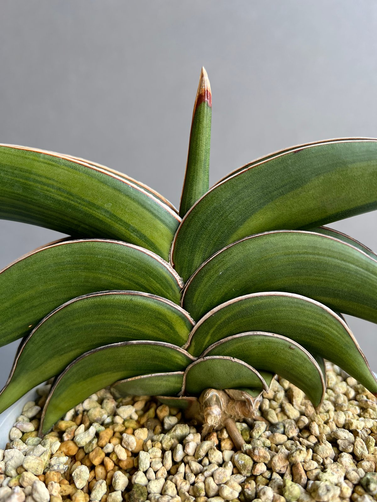 サンセベリア ロリダ 斑入 「Sansevieria rorida variegated」15 サンセベリア ロリダ 斑入 「Sansevieria rorida variegated」15